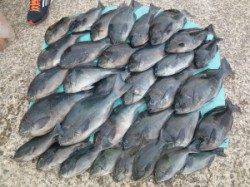 神谷一文字　カゴ釣りでグレ・ハマチ・小ダイの釣果