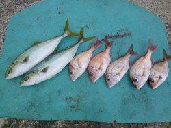 神谷一文字　カゴ釣りでグレ・ハマチ・小ダイの釣果