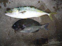 カルモ島、広一文字でのフカセ釣果 グレ・ハマチなど