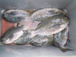 カルモ島、広一文字でのフカセ釣果 グレ・ハマチなど