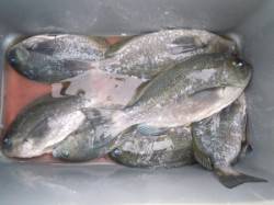 カルモ島、広一文字でのフカセ釣果　グレ・ハ…