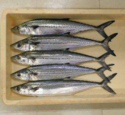 佐波賀周辺でサゴシの釣果〜天候が悪くても舞鶴湾内は釣り可能です