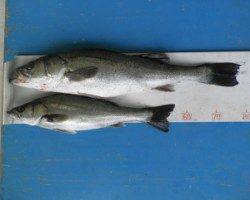 高浜地磯　ルアーでシーバス80cmと58cm！