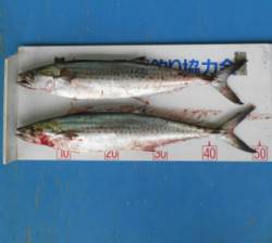 佐波賀周辺　ライトジギングでサゴシ2匹の釣…