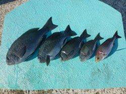 沖一文字内向きのカゴ釣り釣果　グレ42cmの良型があがっています