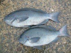 沖一文字内向きにてカゴ釣り　グレ40㎝と35㎝の釣果