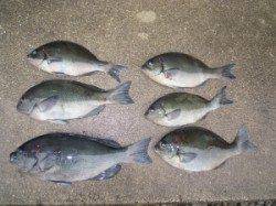 湯浅の磯　タカ島にてグレ6枚