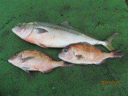 田井の海上釣り堀　メジロ&マダイ