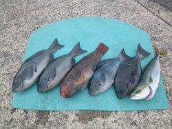 沖一文字内向き　フカセでグレ・ハマチ・イガミの釣果