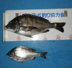 青井イカダ　カキをエサにチヌ45.8cmを頭に2匹の釣果