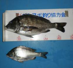 青井イカダ　カキをエサにチヌ45.8cmを…