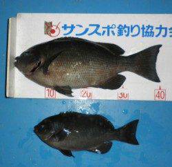 音海磯でグレ40.8cmの釣果！