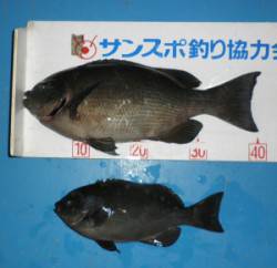 音海磯でグレ40.8cmの釣果！