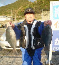 沖一文字内でのカゴ釣り釣果　グレ43cm〜