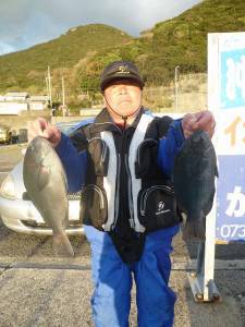 沖一文字内でのカゴ釣り釣果　グレ43cm〜