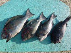 沖一文字内でのカゴ釣り釣果　グレ43cm〜