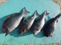 沖一文字内でのカゴ釣り釣果　グレ43cm〜…