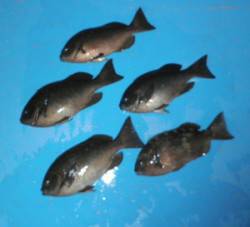 日引磯　2人でグレ〜30.5cm5尾