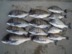 湯浅一文字　紀州釣りでチヌ47cm頭に13…