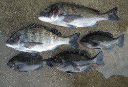 湯浅一文字　紀州釣りでチヌ47cm頭に13匹 フカセ釣りで小グレ多数