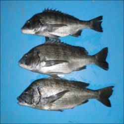 青井イカダでチヌ47.4cm、52.3cm…