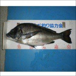 青井イカダでチヌ47.4cm、52.3cm、54.5cm　良型がそろいました！！