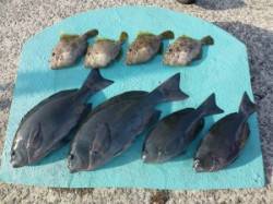 ヒラバエ　フカセでグレ・カワハギの釣果