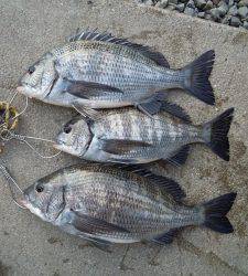 湯浅の磯　カルモ島　フカセ釣りで良型チヌ3枚！