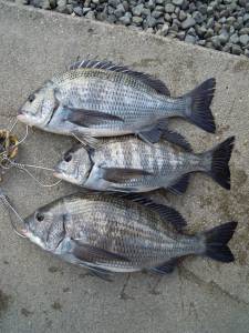 湯浅の磯　カルモ島　フカセ釣りで良型チヌ3枚！