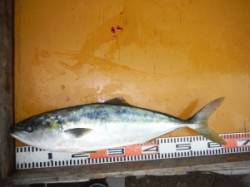 三尾の磯　ルアーでメジロ＆スズキの釣果