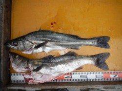 三尾の磯　ルアーでメジロ＆スズキの釣果