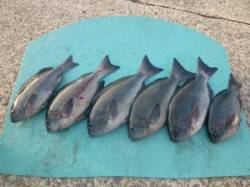 神谷沖一文字　カゴ釣りでグレ〜38cm6尾…