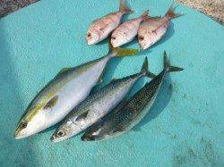 神谷沖一文字　カゴ釣りでハマチ・ゴマサバ・小ダイ