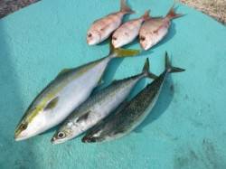 神谷沖一文字　カゴ釣りでハマチ・ゴマサバ・…