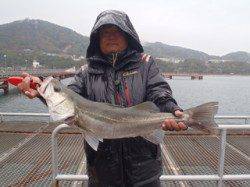 須磨海づり公園　雨の中でもスズキ65cmあがってます