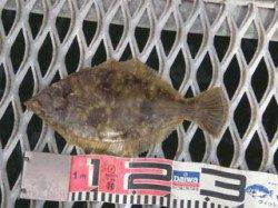 須磨海づり公園　クリスマスカレイのシーズン、青イソメで27cmをキャッチ