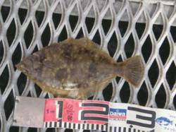 須磨海づり公園　クリスマスカレイのシーズン…