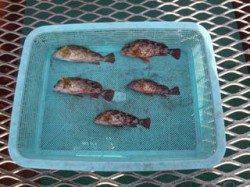 須磨海づり公園　落とし込みでガシラの釣果