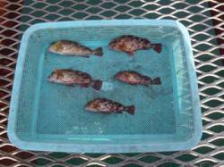 須磨海づり公園　落とし込みでガシラの釣果