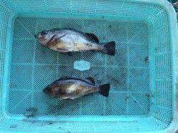 須磨海づり公園、シラサエビでメバル釣り