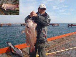 神戸市立須磨海づり公園　記録賞コブダイ74cm！