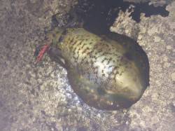 和歌山北港魚つり公園　朝一からのエギングで…