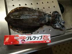 市江港　ヤエンでのアオリイカ狙いは悔しい1…