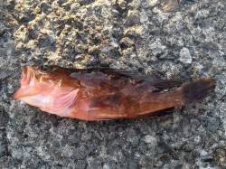 紀ノ川河口周辺　エギングロッドでおかずの根…