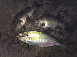 紀ノ川河口の夜釣りでサンバソウ36cm&a…