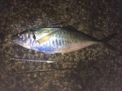 紀ノ川河口　ウキ釣りでメバル・サンバソウ・…