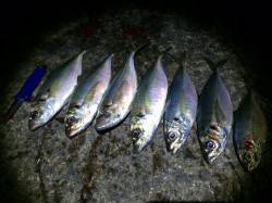 和歌山北港魚つり公園　カゴ釣り仕掛けで良型アジ・メバル　