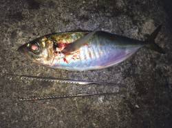 紀ノ川河口　夜釣りのウキ釣り釣行　アジは最大35cmも