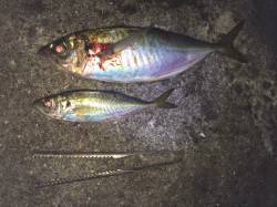 紀ノ川河口　夜釣りのウキ釣り釣行　アジは最…