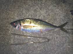 紀ノ川河口　夜釣りでメバルのウキ釣り　余裕…